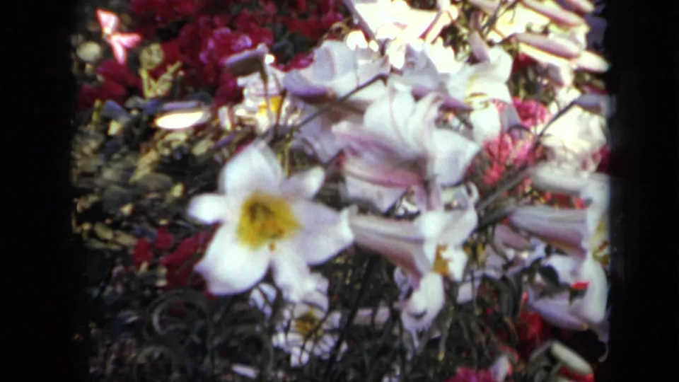 1959 Iowa 8mm frame showing white lily-like blooms with yellow centers, backed by pink flowers and dark foliage.