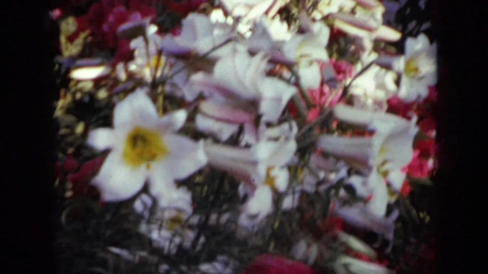 Final 1959 Iowa garden frame with soft white lily-like flowers, pink background blooms, stems, and saturated 8mm color.