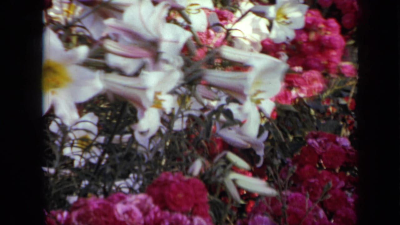 1959 Iowa 8mm frame showing white lilies with yellow centers mixed with vivid pink garden flowers.