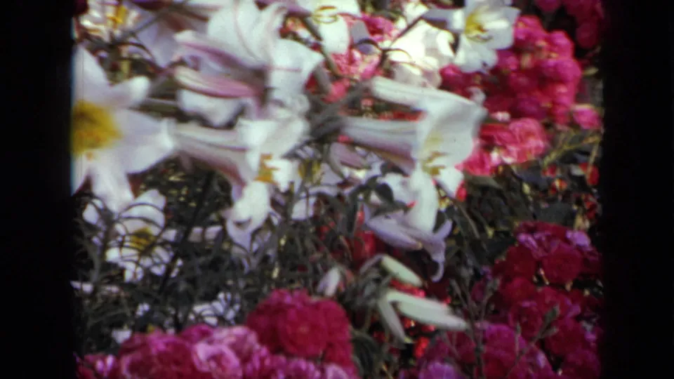 1959 Iowa 8mm frame showing white lilies with yellow centers mixed with vivid pink garden flowers.
