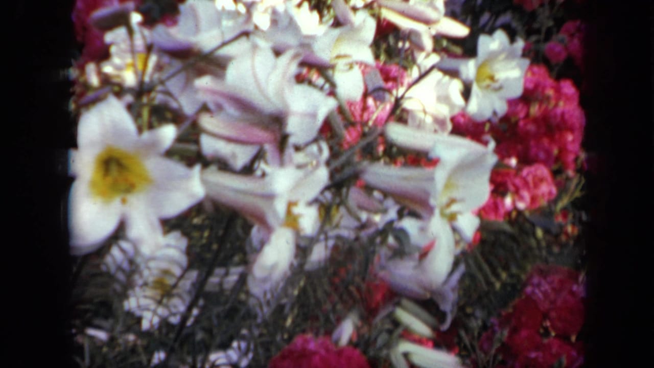 Close garden view of white trumpet flowers and pink blooms framed by black film edges.