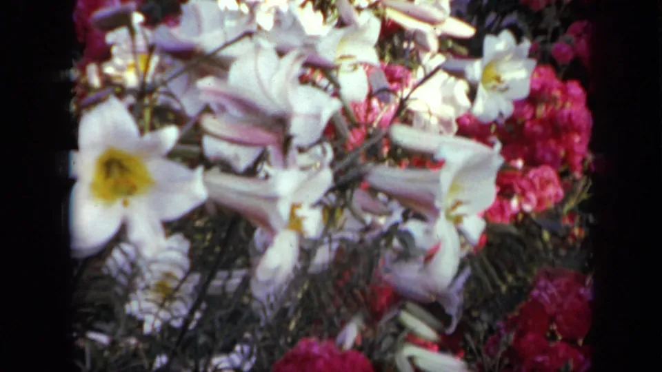 White lilies and bright pink blossoms appear in a handheld 1959 Iowa garden shot on 8mm film.