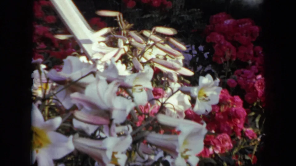 1959 Iowa home-movie frame with white lilies, dense pink blooms, and handheld 8mm framing.