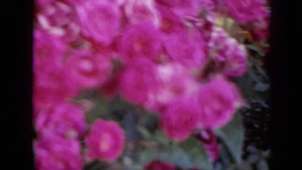 Soft-focus 1959 Iowa 8mm frame dominated by vivid pink garden flowers and muted greenery.
