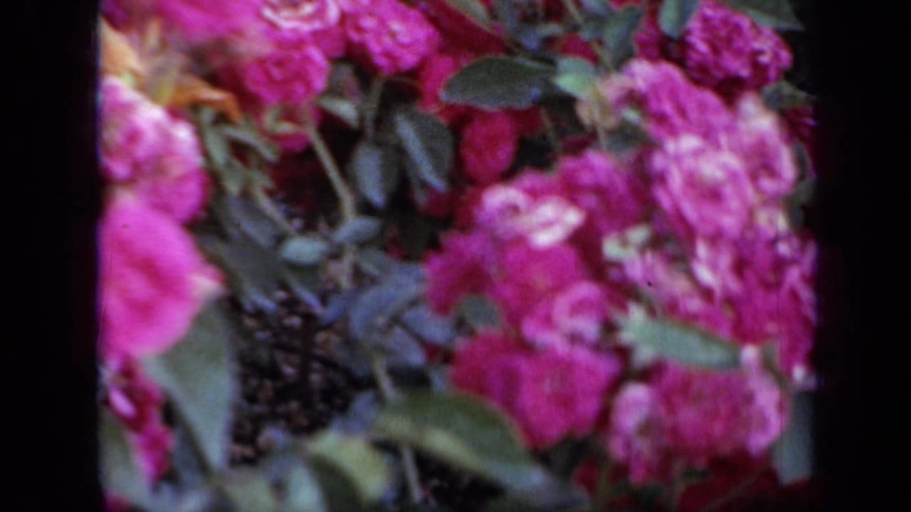 Close view of magenta roses and dark leaves, partly soft and bordered by dark film edges.
