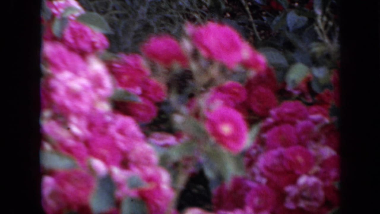 1959 Iowa home-movie frame of bright rose clusters and foliage, seen through dark scan or frame-edge bands.