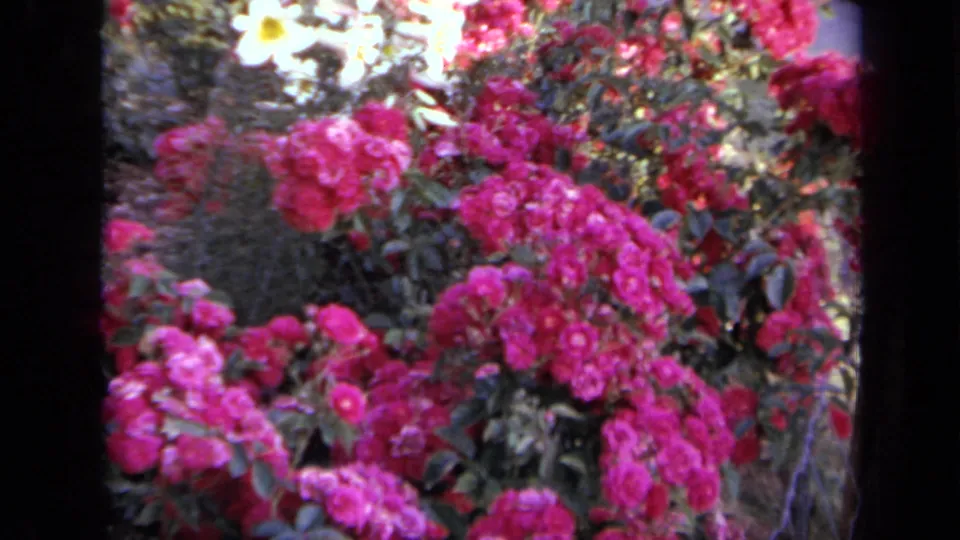 1959 Iowa 8mm garden view with pink rose bushes, bright white flowers, and leafy shrubs in sunlight.