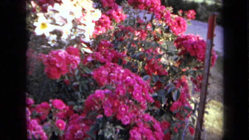 1959 Iowa home-movie still of rose bushes and white garden flowers, with dark frame-edge bands visible.