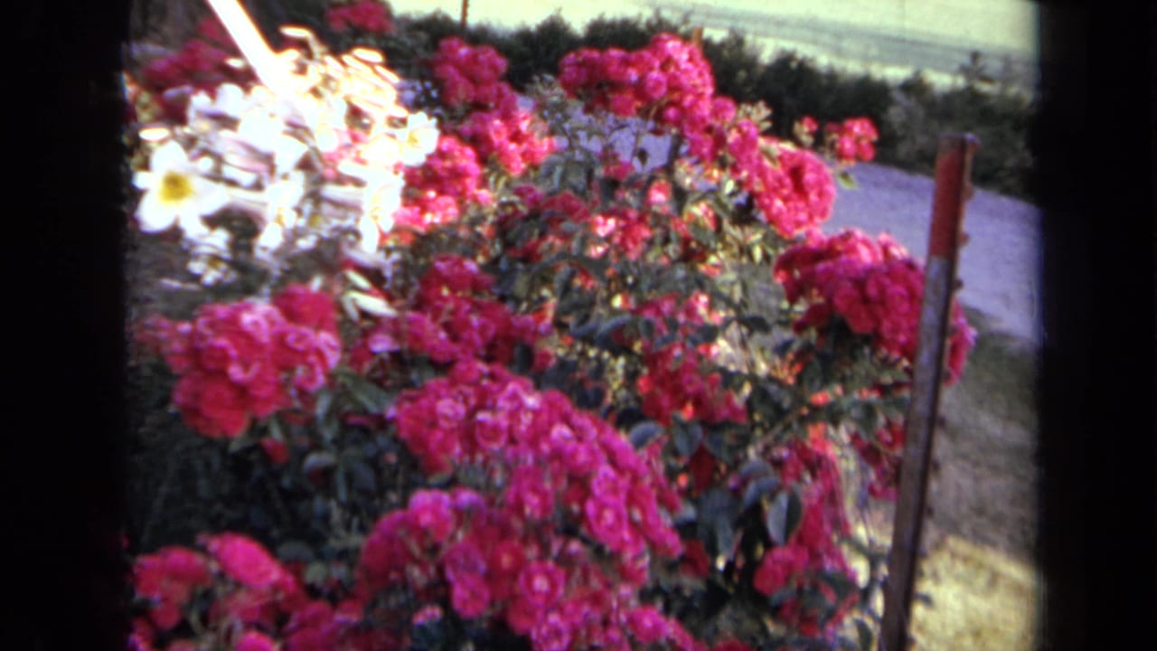 Red roses and pale flowers bloom beside a sunlit garden path.