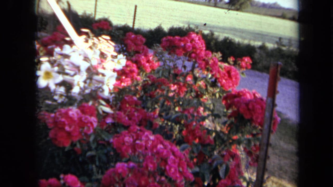 1959 Iowa home-movie frame of red rose bushes near a path, with hedge, lawn, post, and open field visible.