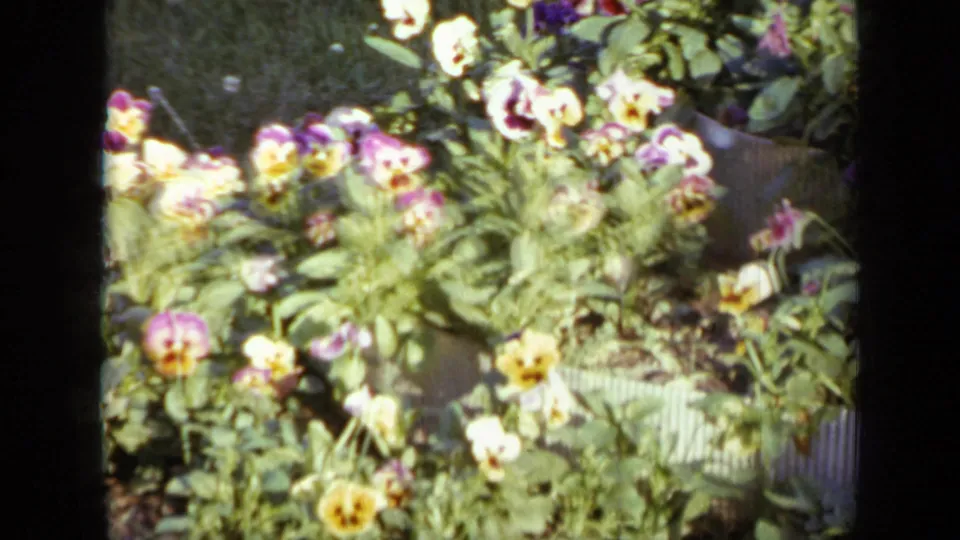 1959 Iowa 8mm frame showing a dense flower bed with pale yellow and purple blooms, green leaves, and bright exposure.