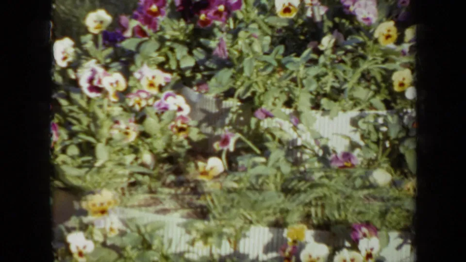 1959 Iowa home-movie frame of pale yellow and purple flowers, leafy plants, and a low border in soft 8mm color.