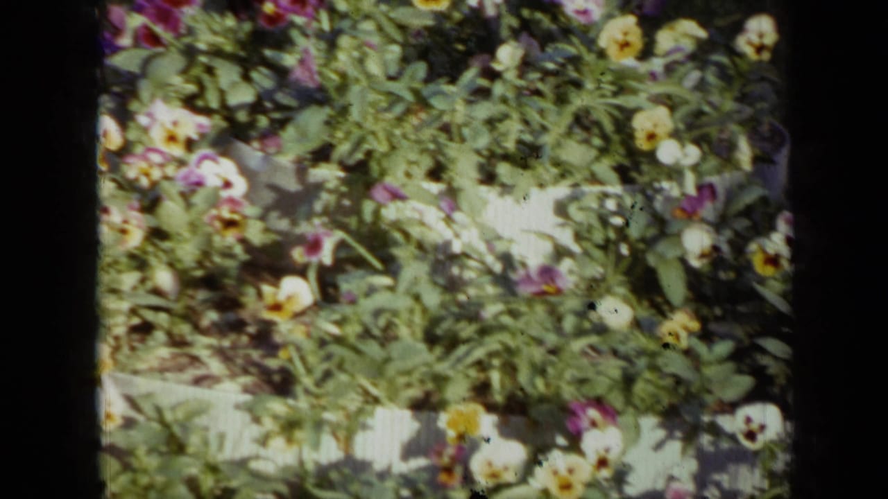 1959 Iowa 8mm frame showing yellow, purple, and white pansies in a dense garden bed near a low white fence.