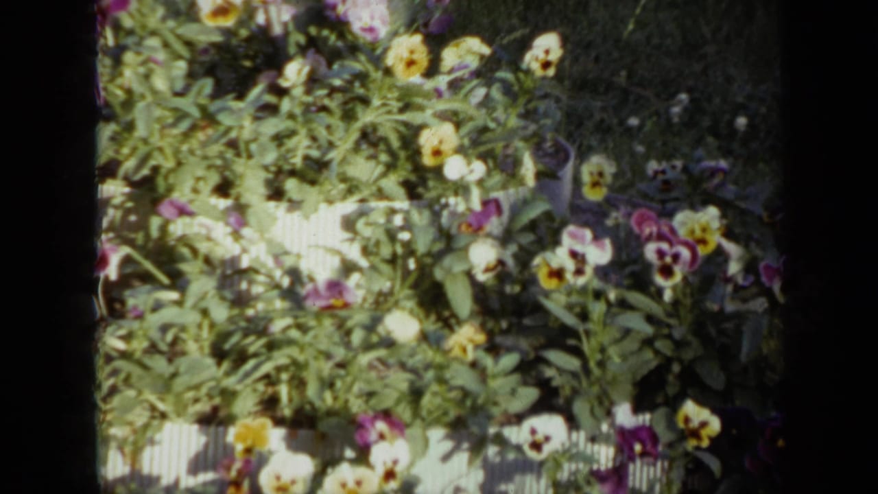 1959 Iowa 8mm frame with a close view of pansies and leafy plants, with grass and a low white fence in the background.
