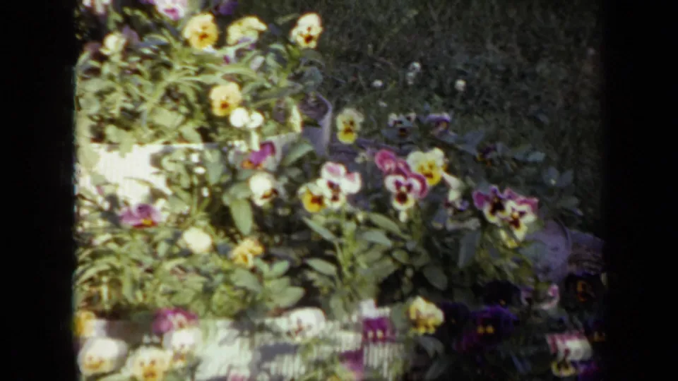 1959 Iowa 8mm frame showing a dense cluster of pansies and leaves near a low white fence, with lawn visible beyond.