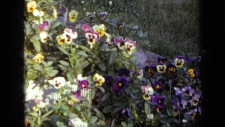 1959 Iowa 8mm frame ending on a close view of purple, yellow, and white pansies with green foliage and grass behind.