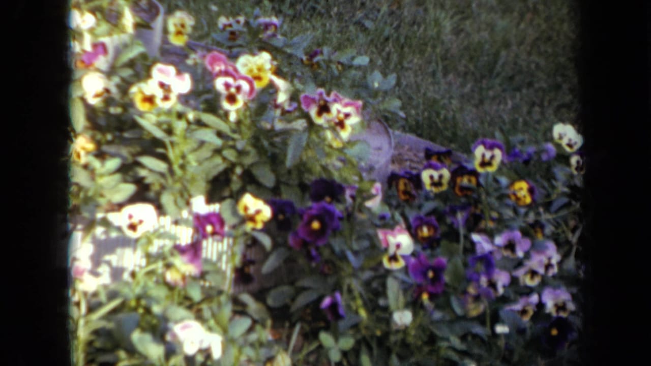 1959 Iowa 8mm frame showing a close garden view with pansy-like yellow, white, and purple blossoms among green foliage.