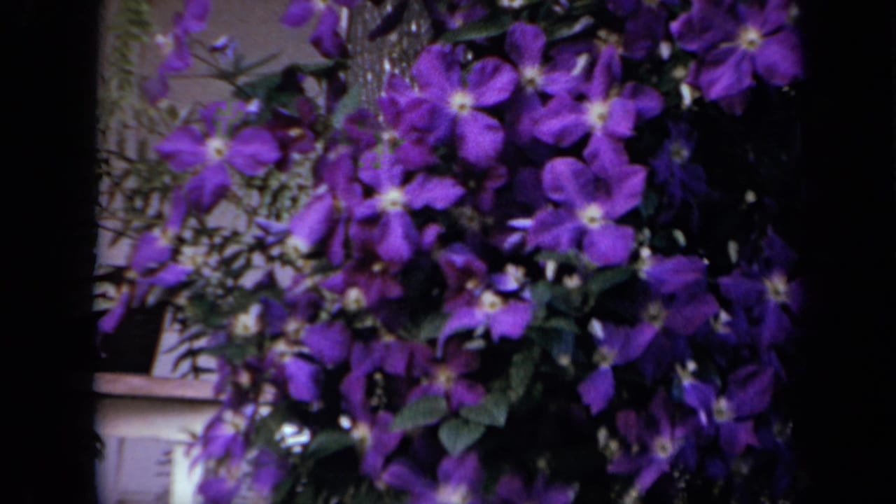 Purple flowering vine or shrub fills the right side of the frame.