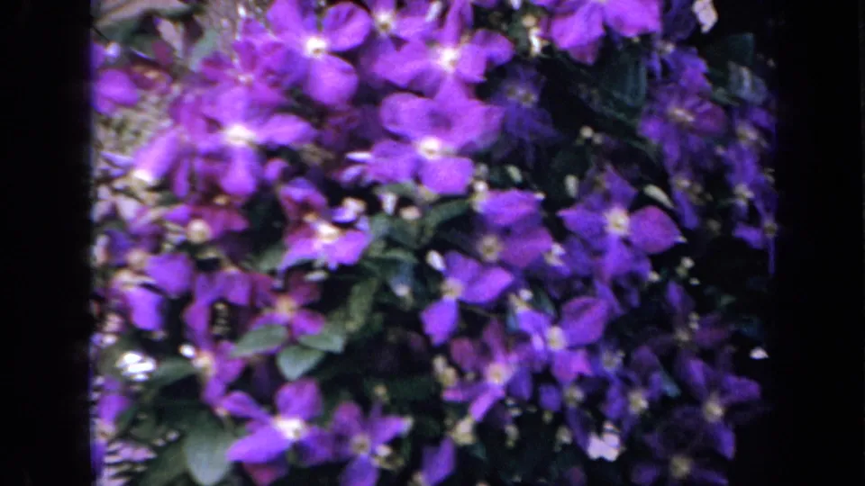 1959 Iowa 8mm frame showing a close, saturated view of purple flowers and dark green foliage in a garden setting.