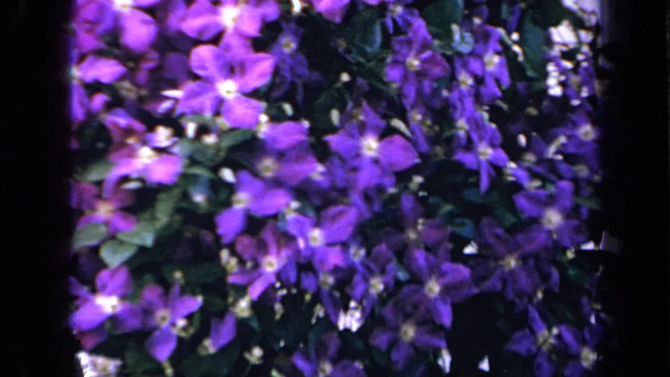1959 Iowa 8mm frame with purple clematis-like blossoms, leafy stems, and dark film borders around the garden subject.