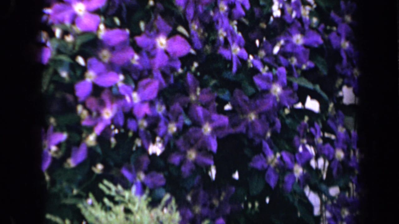 Purple clematis blooms and dark foliage dominate this 1959 Iowa home-movie frame, with the house exterior mostly obscured.