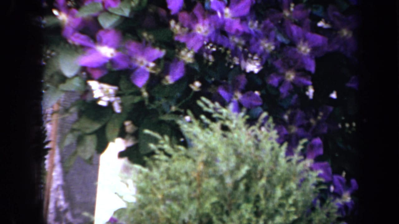 Purple clematis, pale siding, and a small evergreen shrub appear in a 1959 Iowa residential garden view.