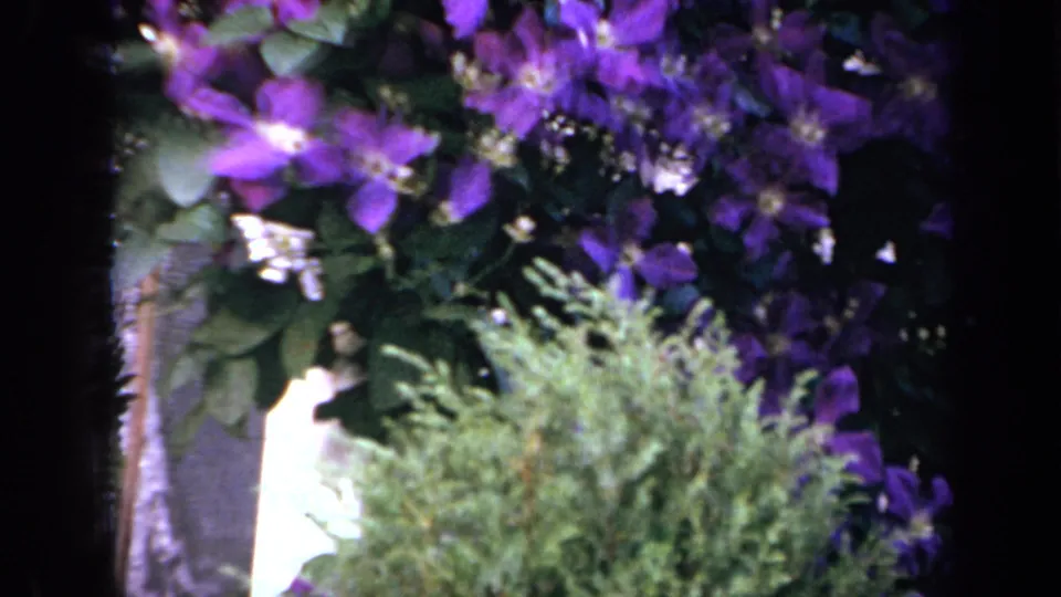 Purple clematis, pale siding, and a small evergreen shrub appear in a 1959 Iowa residential garden view.