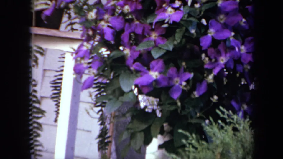 A close home-movie view shows purple clematis cascading across pale house siding in Iowa, 1959.