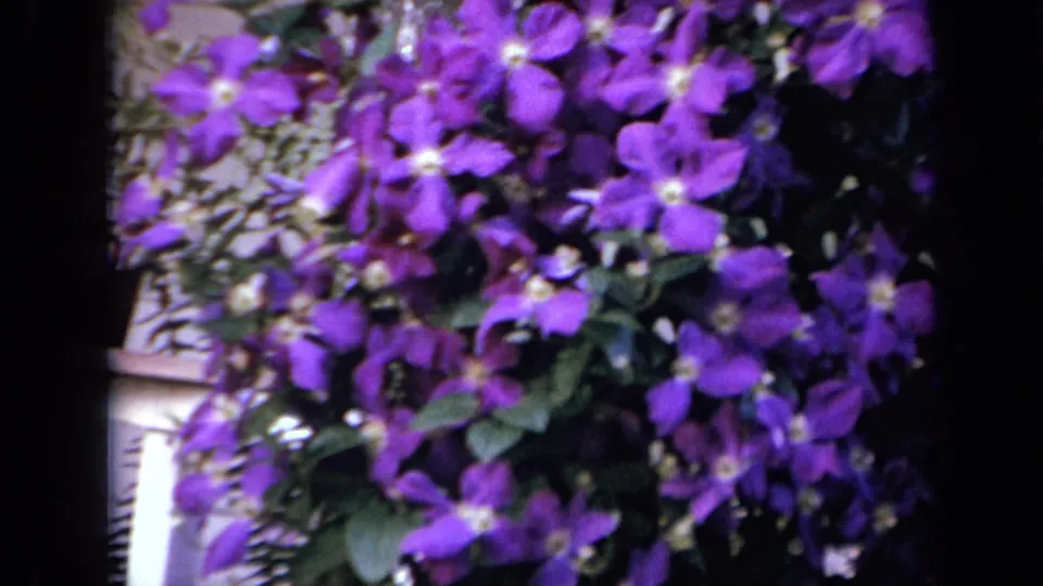 Purple clematis and dense foliage fill the frame, with a pale house exterior partly visible in this 1959 Iowa garden shot.
