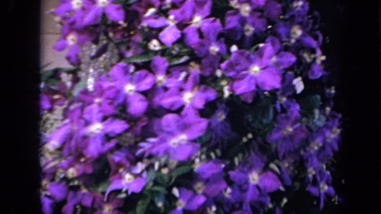 1959 Iowa 8mm frame showing purple garden flowers clustered against green foliage and a pale lattice or fence.
