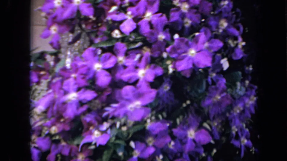 1959 Iowa 8mm frame showing purple garden flowers clustered against green foliage and a pale lattice or fence.