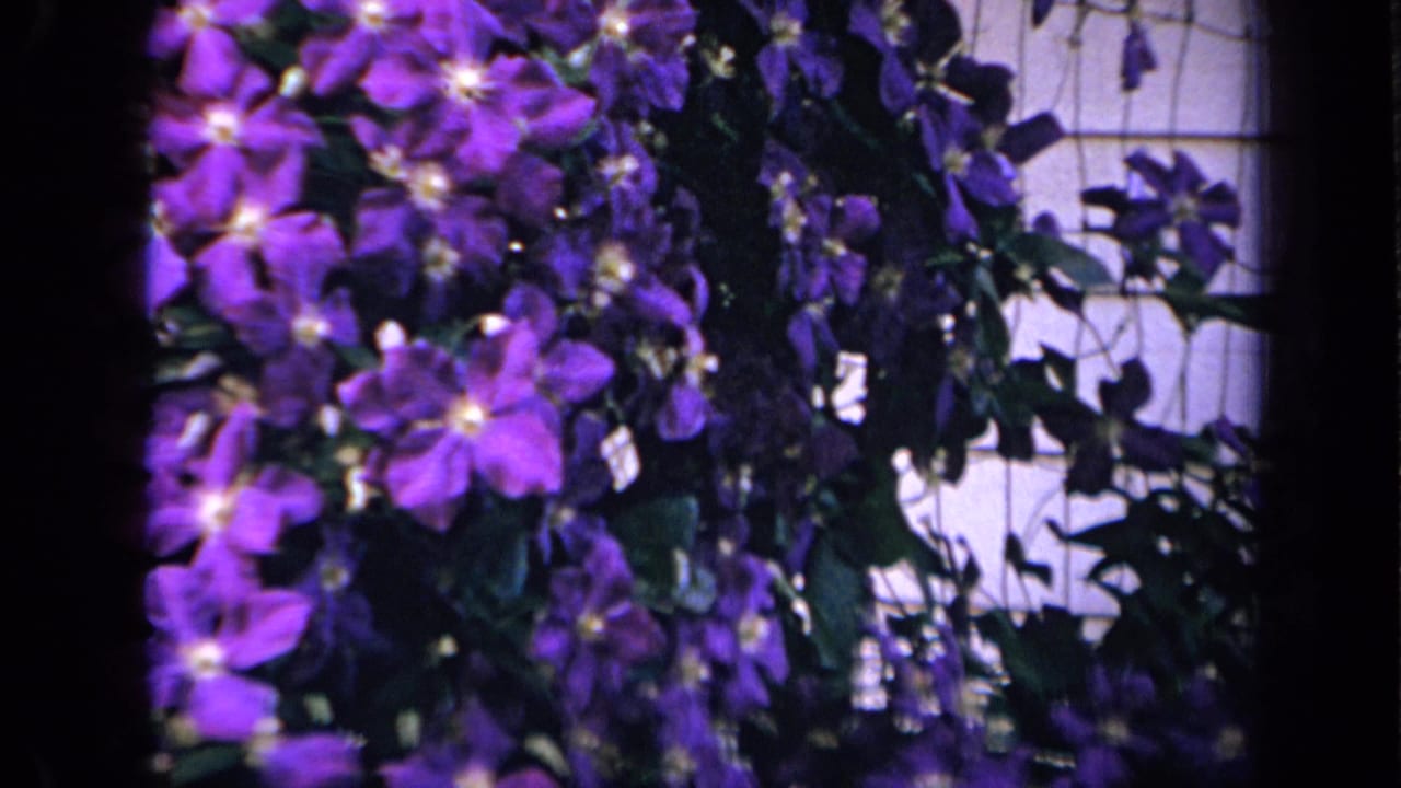 Purple flowering vine with dark leaves near a pale lattice or fence.