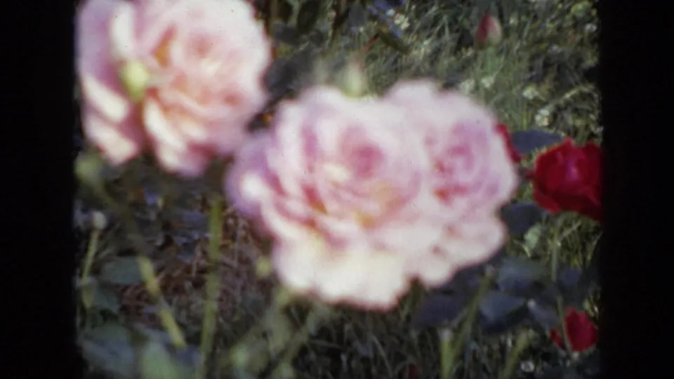 Soft-focus pink roses and a red bud stand among garden greenery in this 1959 Iowa home-movie frame.