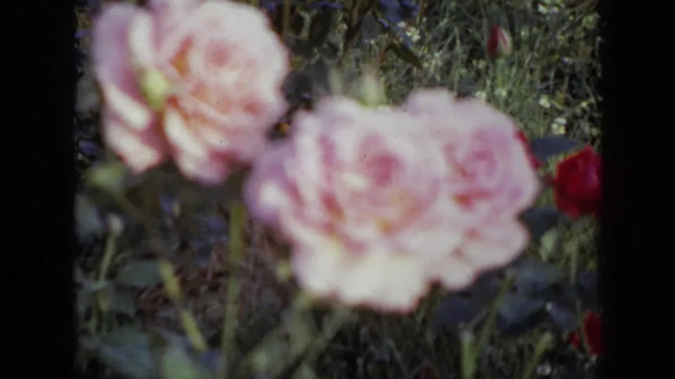 A close 8mm view of pink roses, a red bloom, and leafy garden growth in the 1959 Iowa footage.
