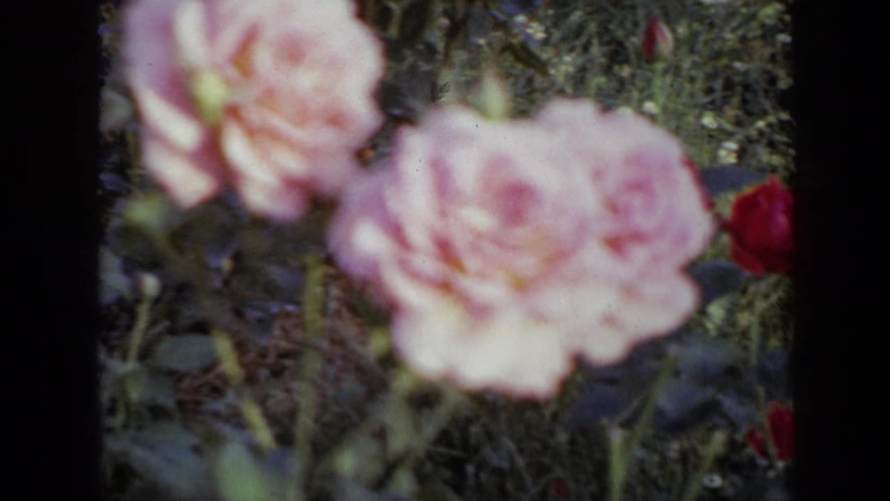 Soft-focus pink roses and foliage framed by black film borders.