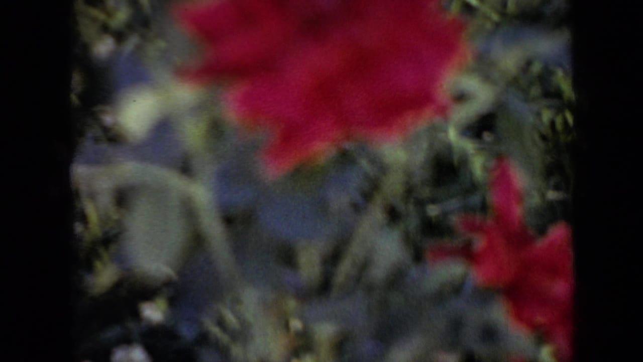 1959 Iowa 8mm frame with a red rose close to the camera, softened by focus, and leafy garden growth behind it.