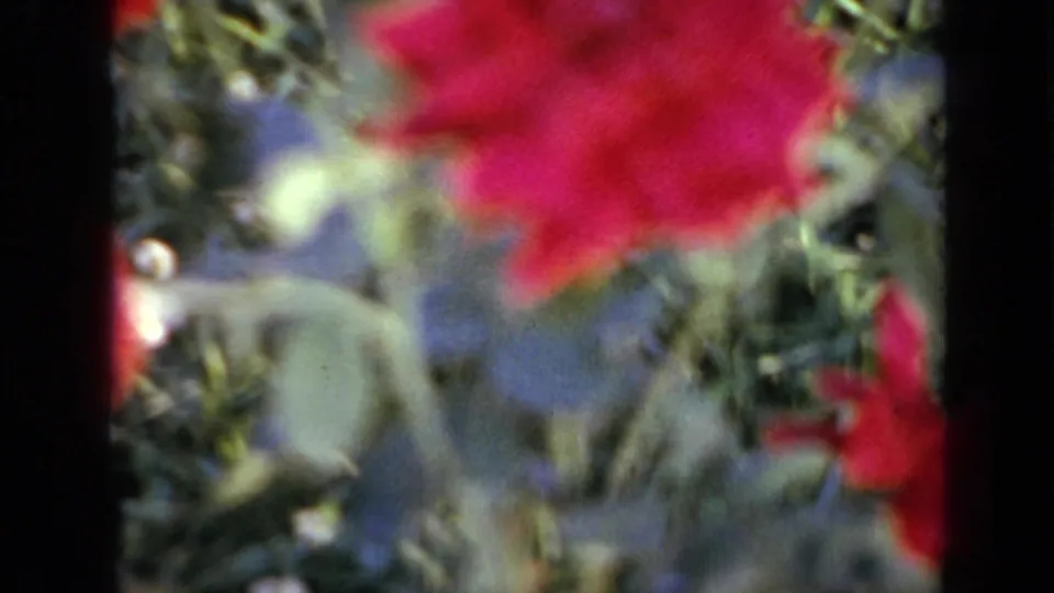 1959 Iowa 8mm frame showing a red rose and surrounding foliage, with visible grain and a slightly blurred home-movie look.