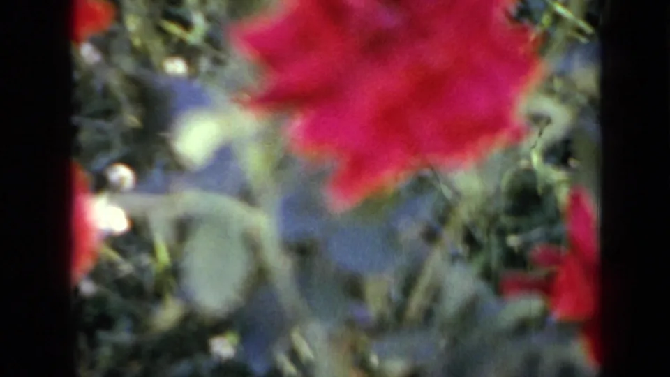 1959 Iowa 8mm frame of a red rose in the foreground with dense garden foliage and visible film-frame borders.