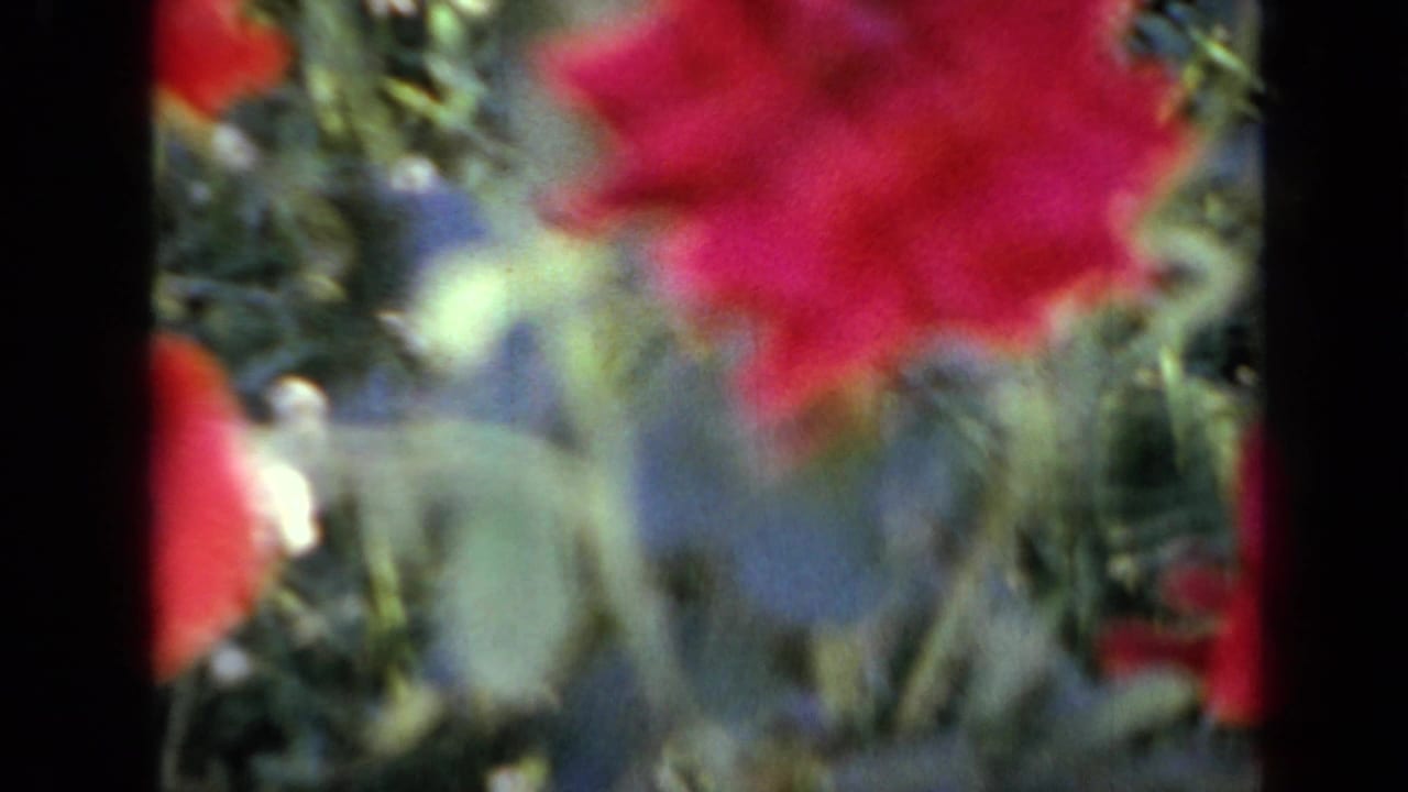 Soft-focus red flower in a green garden with black film borders.