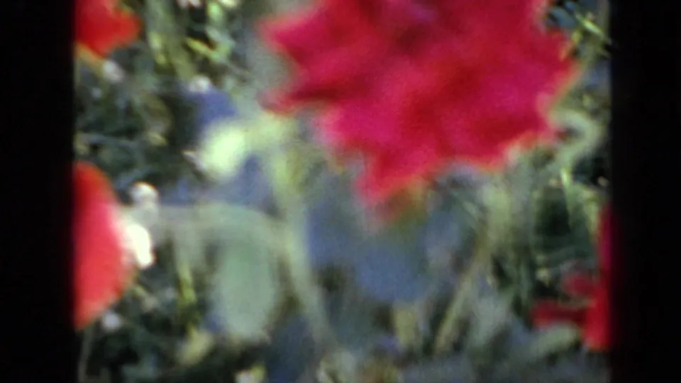 1959 Iowa 8mm frame showing a close red garden flower, green foliage, and soft home-movie focus.