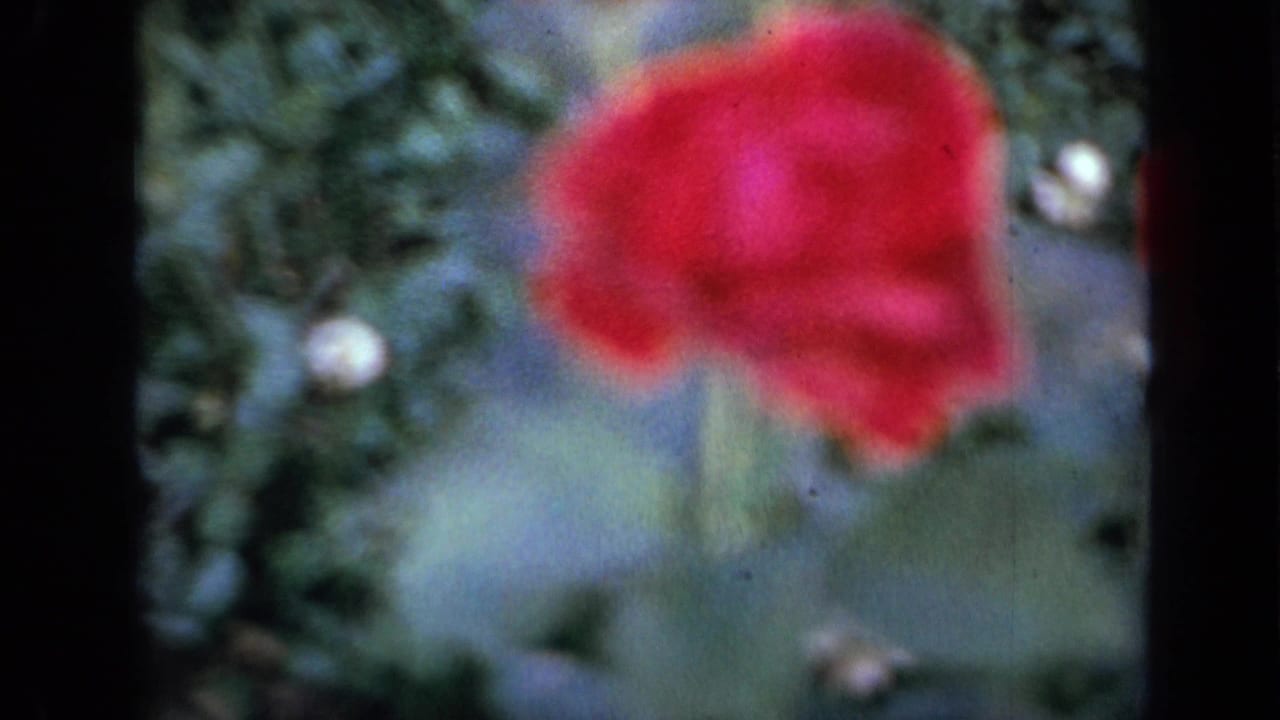 Close 8mm view of a red flower in an Iowa garden, softened by focus and film grain.