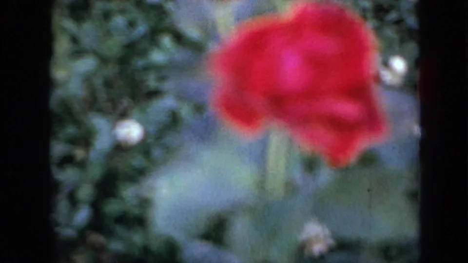 1959 Iowa home-movie frame with a red garden flower centered against blurred green foliage.