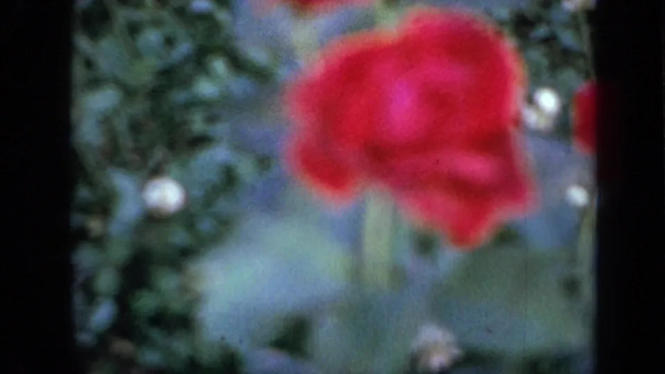 Soft 1959 Iowa 8mm garden close-up showing a red flower, leaves, and visible film texture.