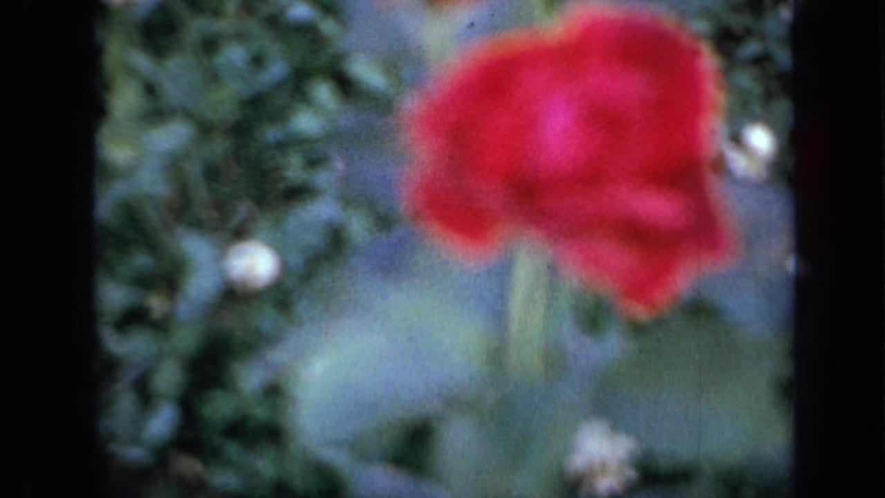 Soft-focus red flower against green garden foliage with dark film borders.