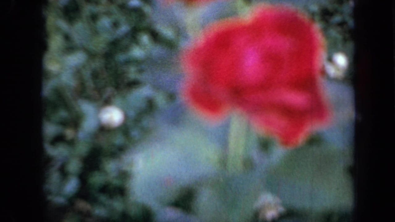 1959 Iowa garden frame with a red flower near the upper right, green foliage behind it, and visible film-gate borders.