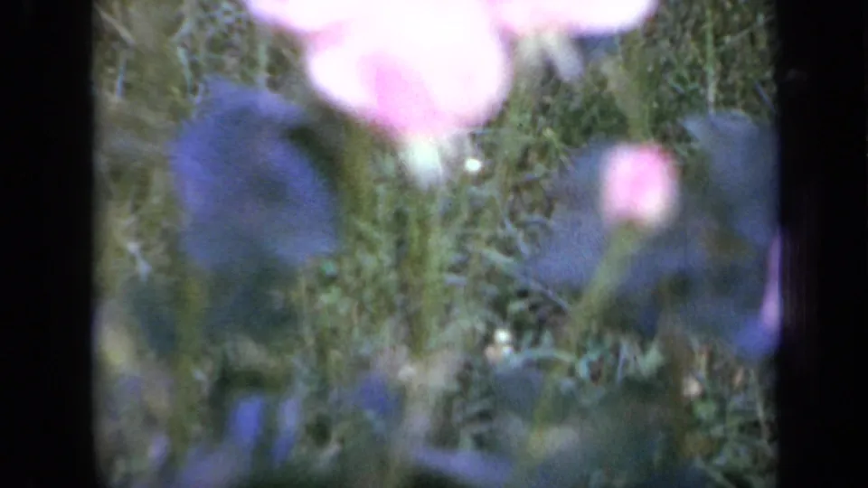 1959 Iowa 8mm frame showing soft pink blossoms and bluish-purple flowers low in a garden bed with grass and stems.
