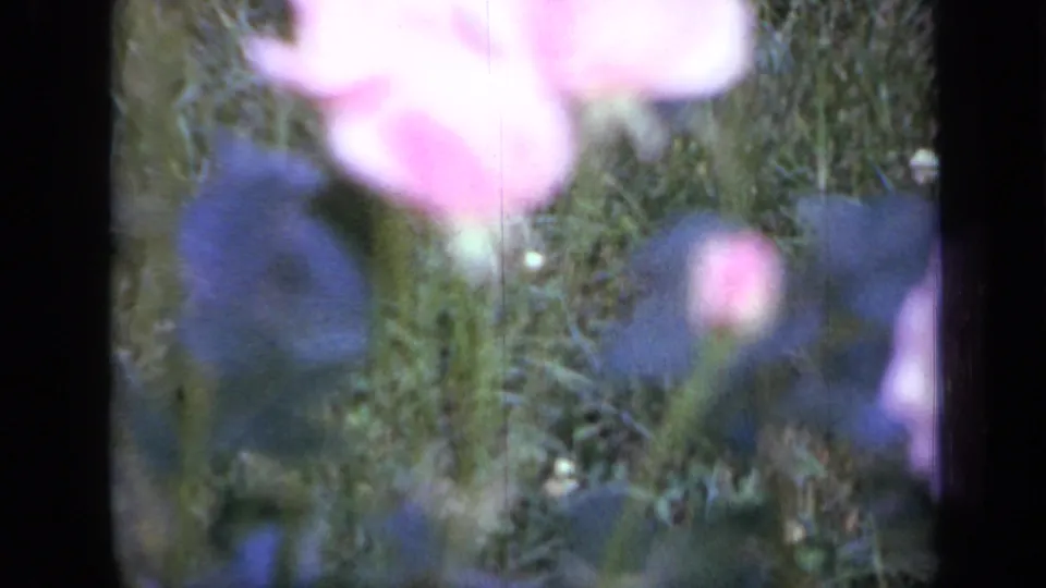 1959 Iowa home-movie frame of pale pink blossoms above bluish-purple garden flowers, with grass and film texture visible.
