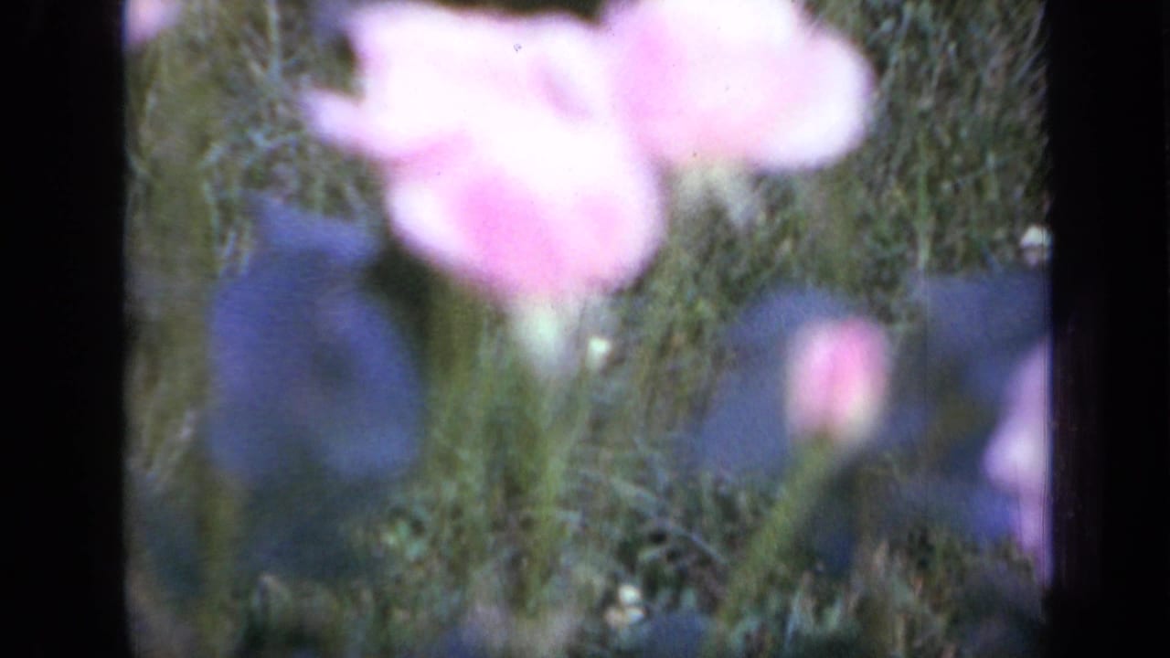 Soft-focus pink flower and darker blue blossoms against green foliage.