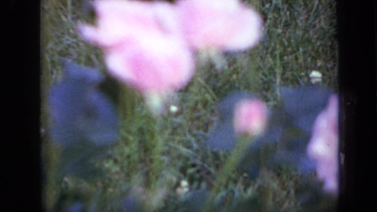 Blurred pink flower near the top with blue blossoms and green plants behind it.