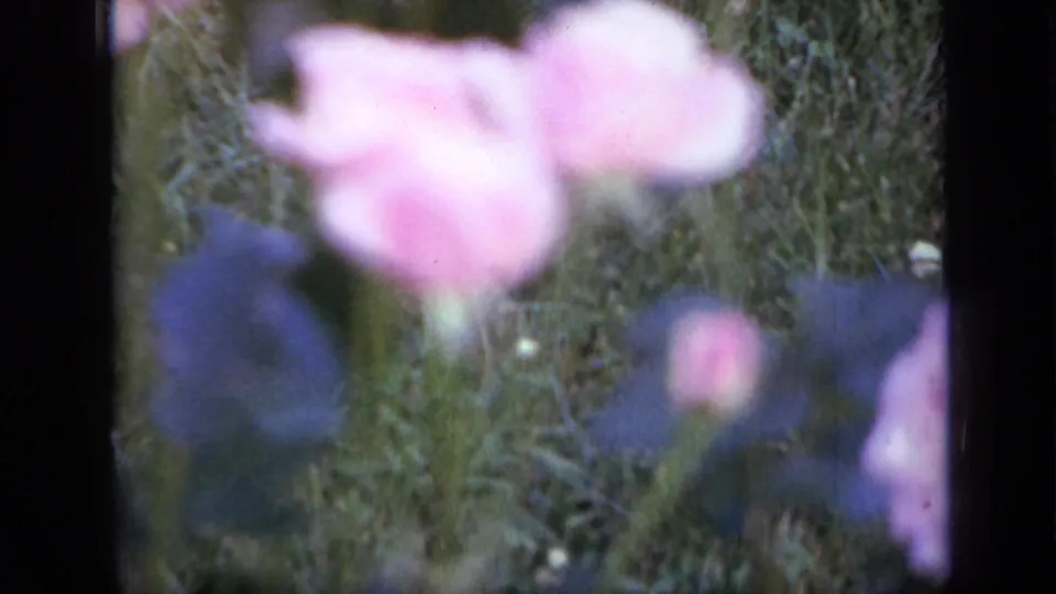 Out-of-focus pink flower and blue blossoms appear in a 1959 Iowa garden close-up on 8mm film.